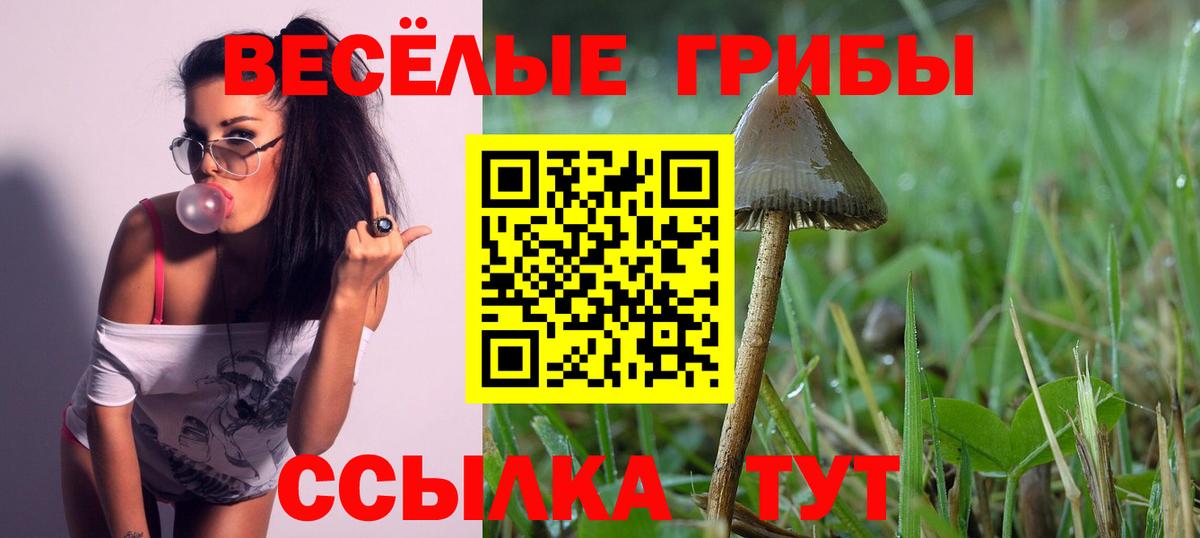 Ставрополь  что такое наркотик  Вход с VPN  Галлюциногенные грибы прущие грибы 